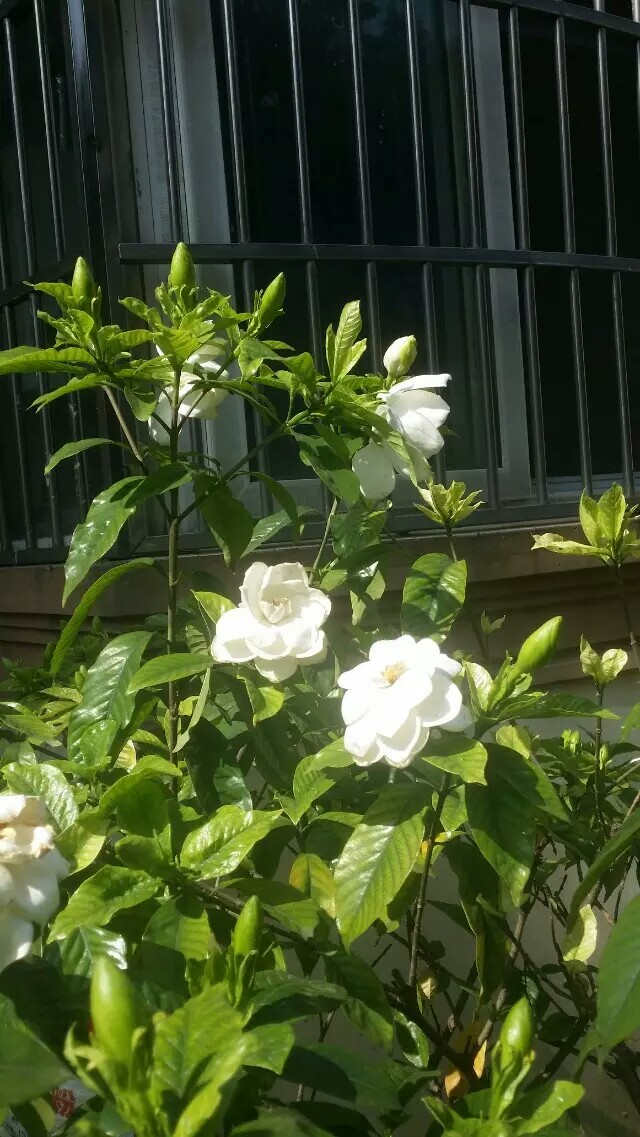 ����æ��ԭ���׷���