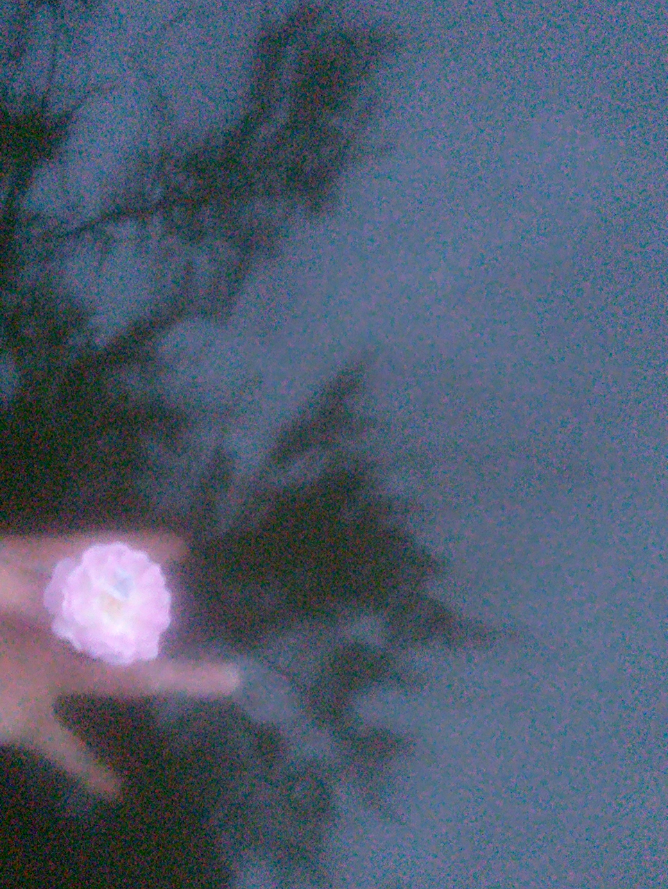 ���������š�����