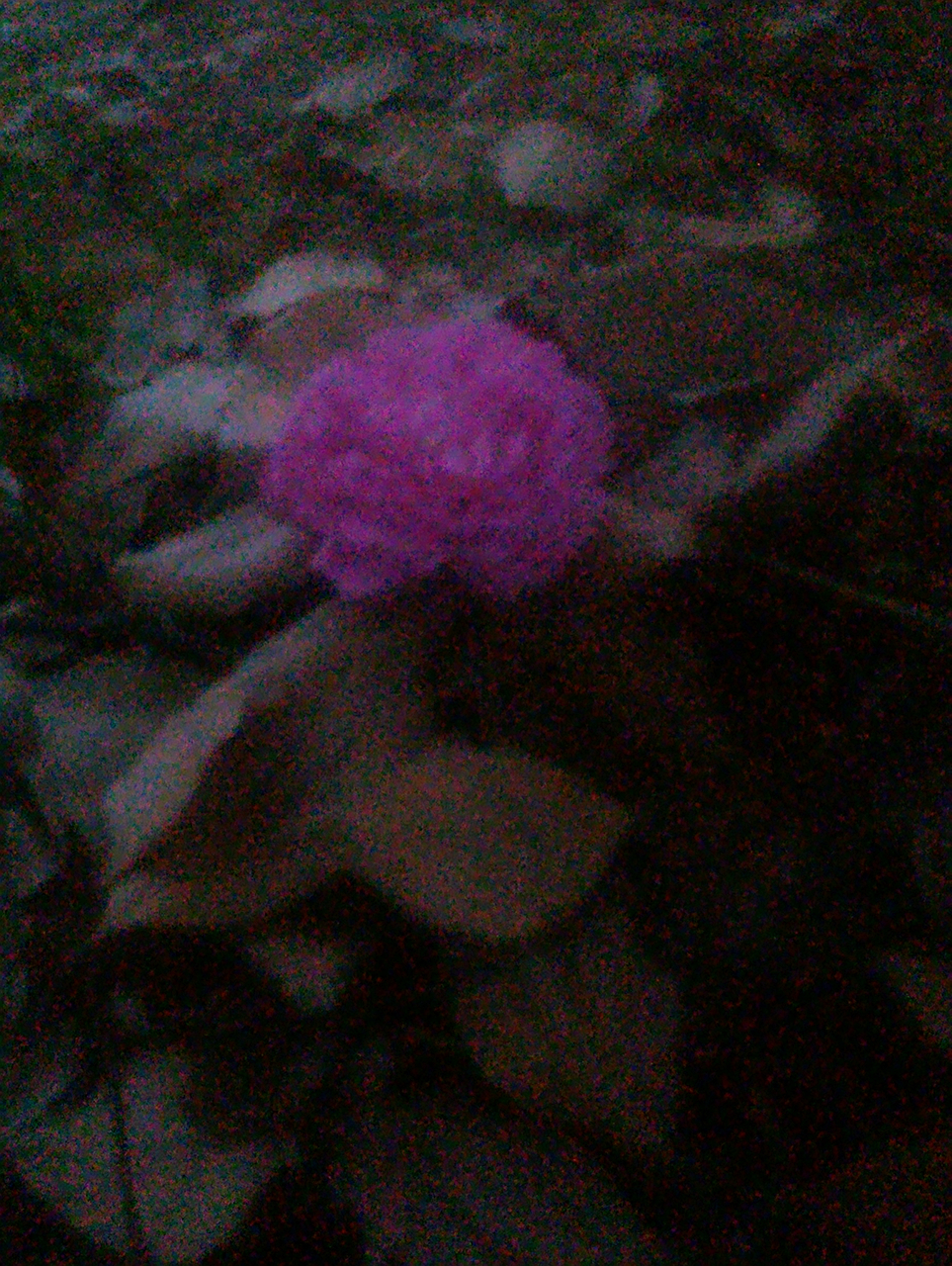 ���������š�����