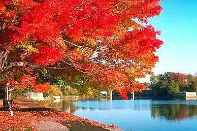 ���������Ҷʱ